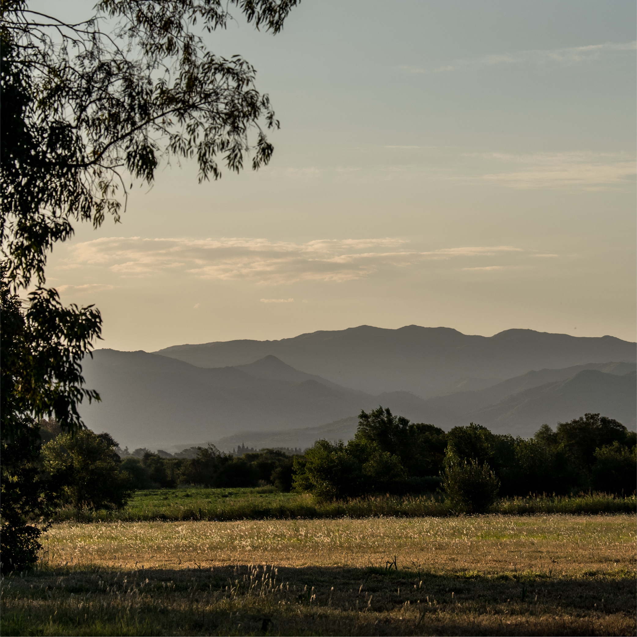 Paisaje de Sierras Chicas con campo abierto, vegetación baja, árboles en primer plano y montañas al fondo en luz de atardecer.